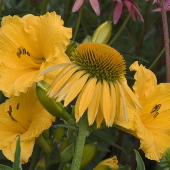 Echinacea purpurea Big Sky™ 'Harvest Moon' (041516)