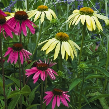 Echinacea purpurea Big Sky™ 'Twilight' (041522)