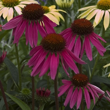 Echinacea purpurea Big Sky™ 'Twilight' (041523)