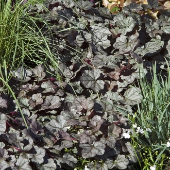 Heuchera Dolce® 'Mocha Mint' (041527)