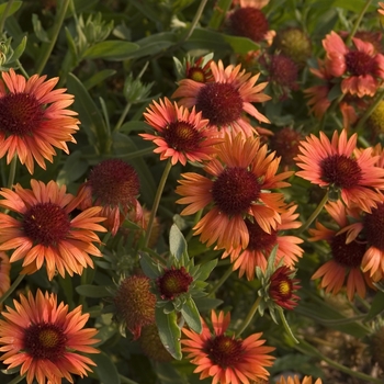 Gaillardia 'Tokajer' (041530)