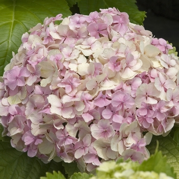 Hydrangea macrophylla 'Lemon Daddy' (041542)