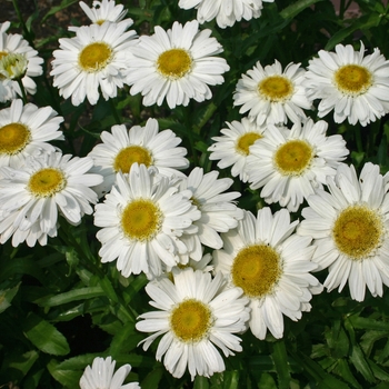 Leucanthemum x superbum 'Highland White Dream' (041548)