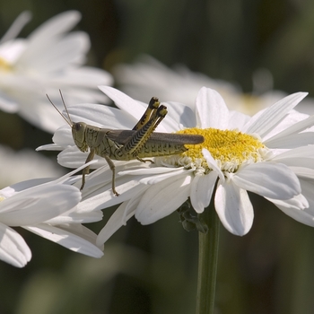 Leucanthemum x superbum 'Highland White Dream' (041549)