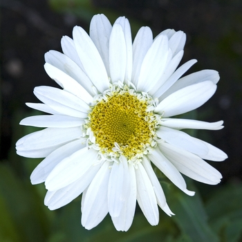 Leucanthemum x superbum 'Highland White Dream' (041550)