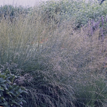 Molinia caerulea 'Strahlenquelle' (041560)