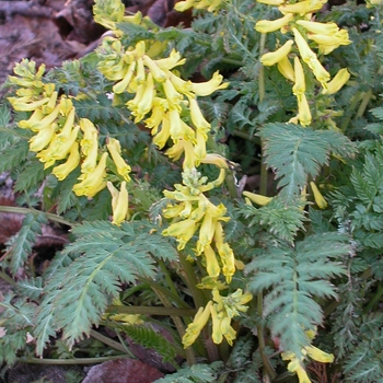 Corydalis sempervirens '' (041563)