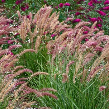 Pennisetum orientale 'Karley Rose' (041570)