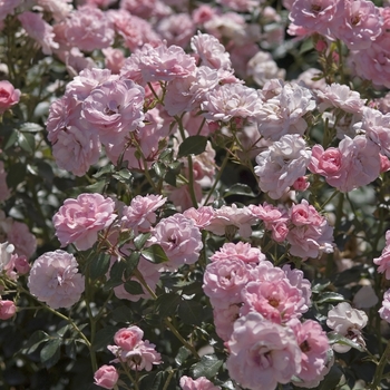 Rosa 'Bonica®' (041572)