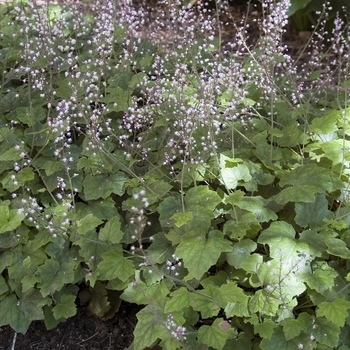 Tiarella 'Pink Pearls' (041587)