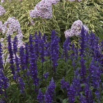 Veronica austriaca 'Crater Lake Blue' (041589)