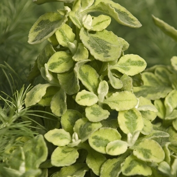 Helichrysum petiolare Proven Accents® 'Licorice Splash' (041590)