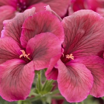 Pelargonium x domesticum 'Maiden Burgundy' (041595)