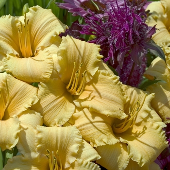 Hemerocallis 'Apricot Sparkles' (041596)