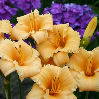 Hemerocallis 'Apricot Sparkles' (041597)