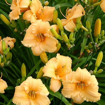 Hemerocallis 'Apricot Sparkles' (041598)