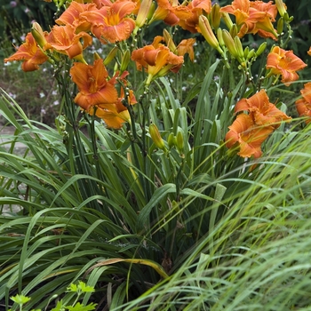 Hemerocallis 'Fire King' (041600)