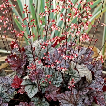 Heuchera 'Gypsy Dancer' (041612)