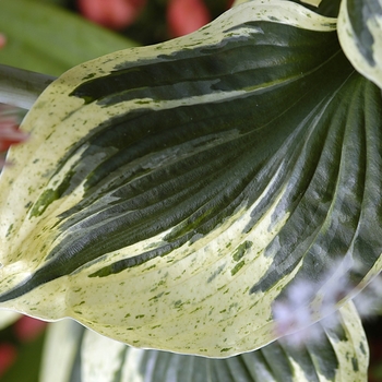 Hosta 'Independence' (041627)