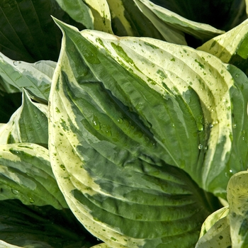 Hosta 'Independence' (041629)