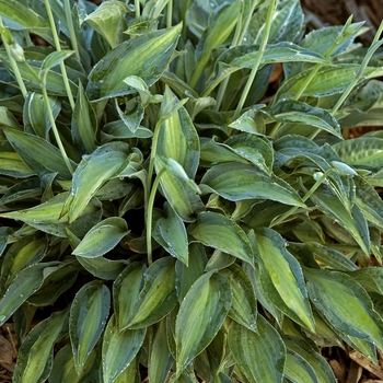 Hosta 'Kiwi Full Monty' (041630)