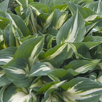 Hosta 'Night Before Christmas' (041633)