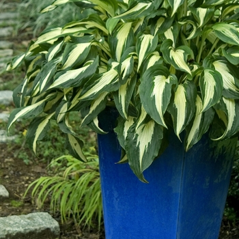 Hosta 'Night Before Christmas' (041634)