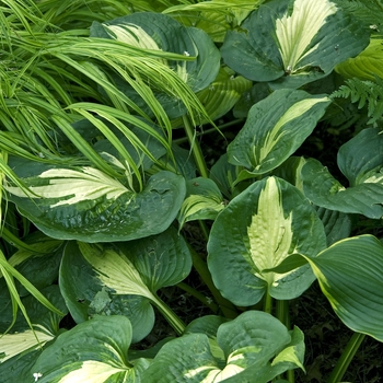 Hosta 'Thunderbolt' (041639)