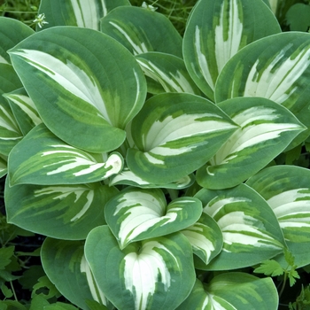 Hosta 'Pandora's Box' (041650)