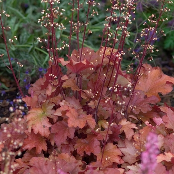 Heuchera 'Peach Flambe' (041651)