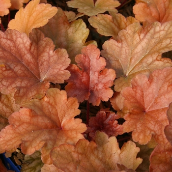 Heuchera 'Peach Flambe' (041652)