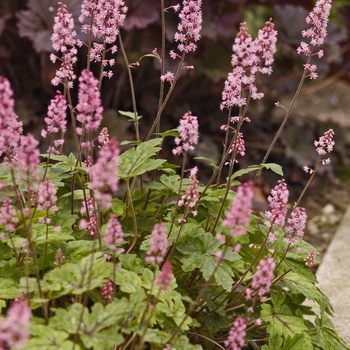 Heucherella 'Dayglow Pink' (041656)