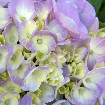 Hydrangea macrophylla 'The Original' (041660)