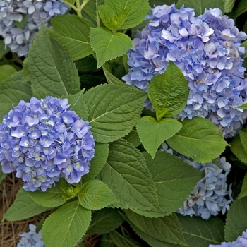 Hydrangea macrophylla 'The Original' (041661)