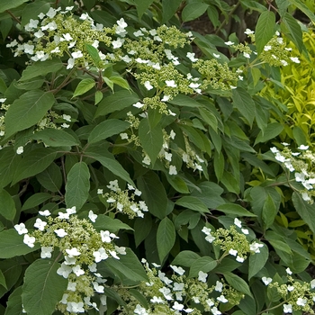 Hydrangea heteromalla '' (041674)