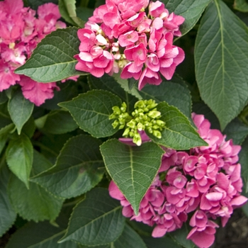 Hydrangea macrophylla Cityline® 'Vienna' (041678)