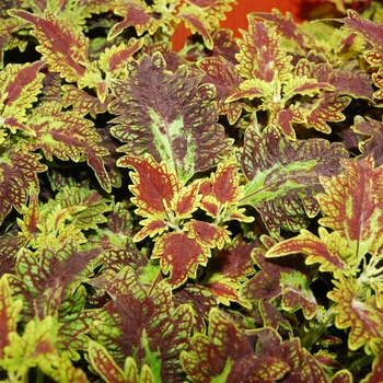 Coleus 'Sultana' (041679)