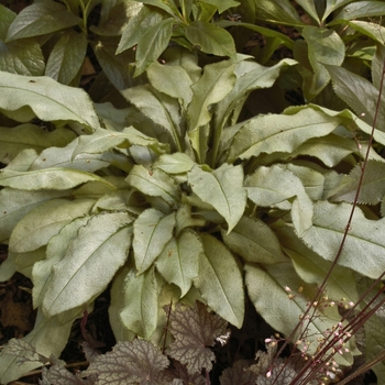 Heuchera 'Frosted Violet' (041681)