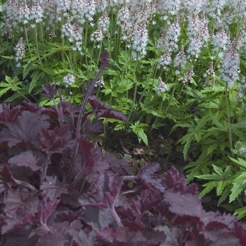 Heuchera 'Frosted Violet' (041682)