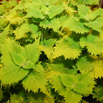 Coleus 'Wasabi' (041686)