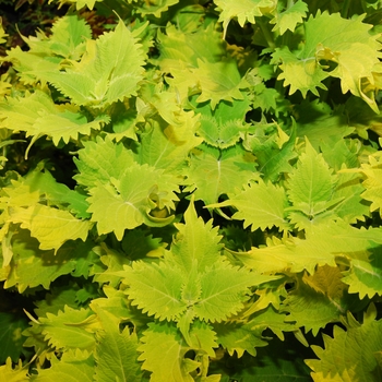 Coleus 'Wasabi' (041687)