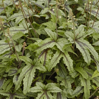 Heucherella 'Kimono' (041688)