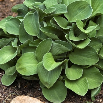 Hosta 'Blue Mouse Ears' (041691)