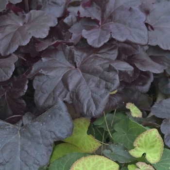 Heuchera 'Obsidian' (041692)