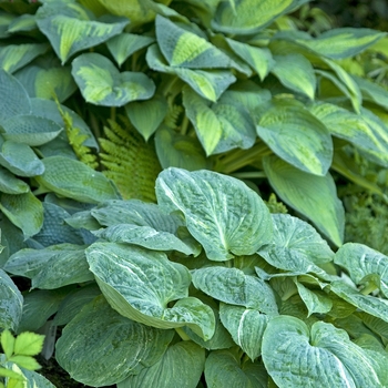 Hosta 'Spilt Milk' (041701)