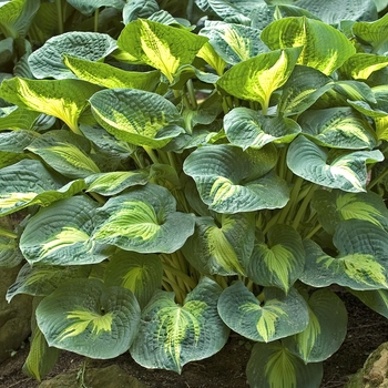 Hosta 'Dream Weaver' (041703)