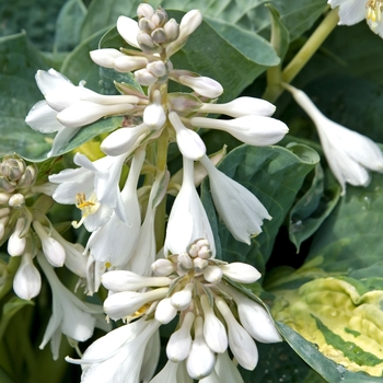 Hosta 'Dream Weaver' (041704)