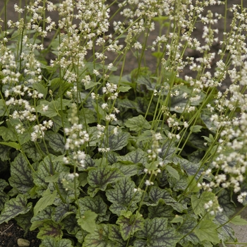 Heucherella 'Heart of Darkness' (041707)