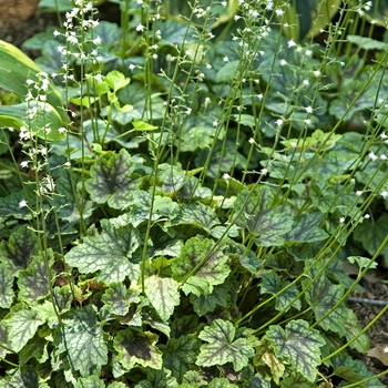 Heucherella 'Heart of Darkness' (041709)