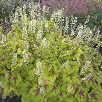 Heucherella 'Stoplight' (041710)